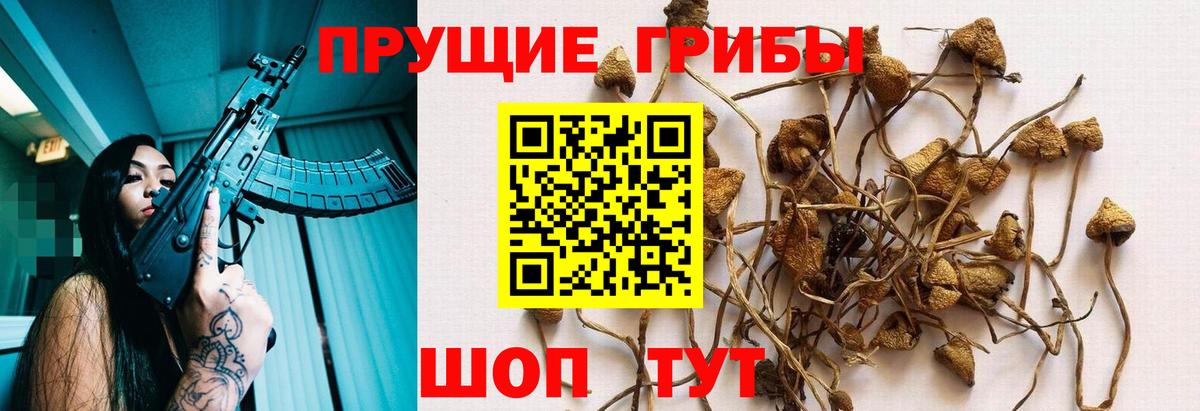 Галлюциногенные грибы Psilocybe Керчь